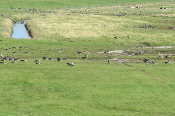 Geese in the nature reserve near Neßmersiel, North Sea, Germany