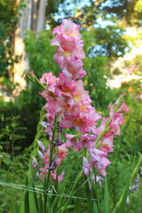 Gladiolus corrugated red