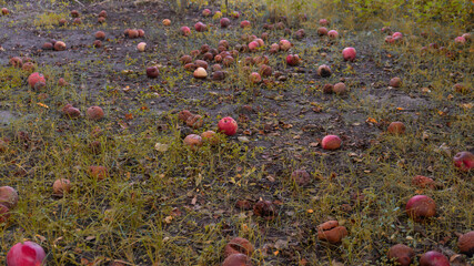 Fallen rotten apples in the garden