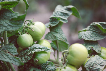 Green tomatoes on a branch in the garden