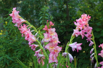 Gladiolus corrugated red
