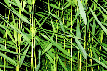 Green grass by the river background. Typha latifolia plant. Common Cattail texture. Lake plant leaf by night.