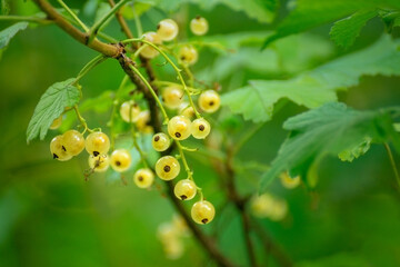 Unripe red currant growing on green branches