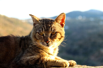 Stray Cat (Greece)
