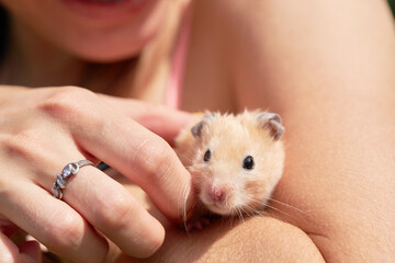 golden fluffy hamster pet sitting at a persons hand. adorable house pet