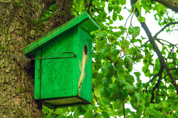 Green birdhouse is a very shy bird.