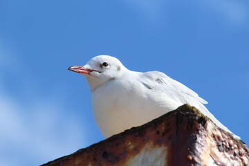 a seagull against a blue sky