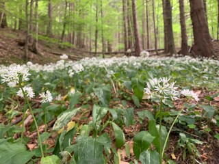 bodenblumen