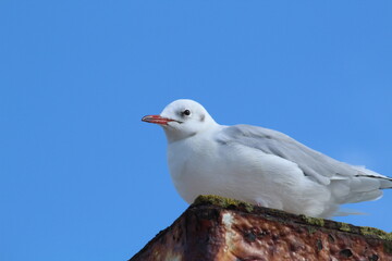 a seagull against a blue sky