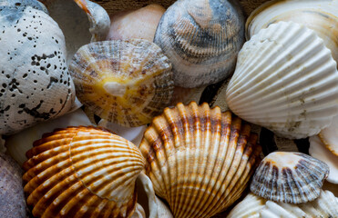 Collection of seashells collected on the beaches of Galicia (Spain)