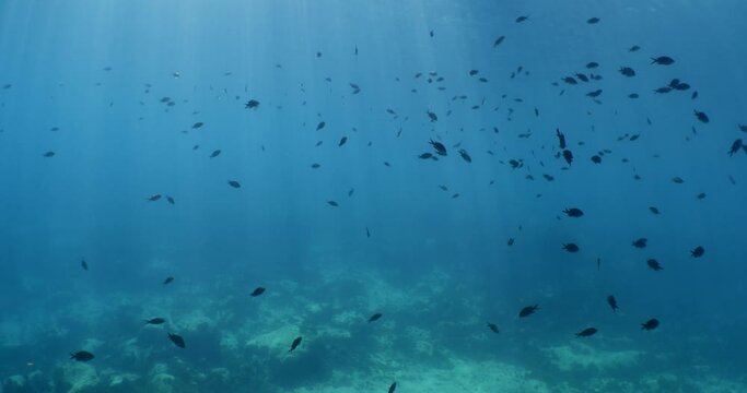 underwater scenery blue water damsel fish school ocean scenery mediterranean