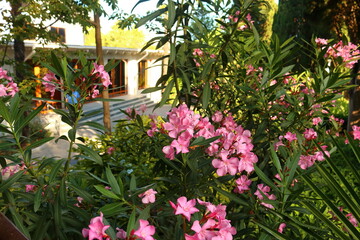 flowering oleander (nerium oleander)