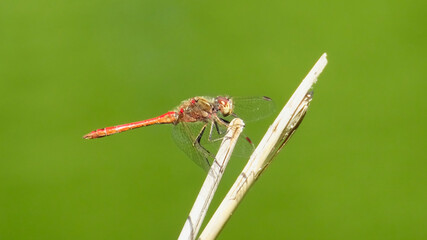 dragonfly on a leaf