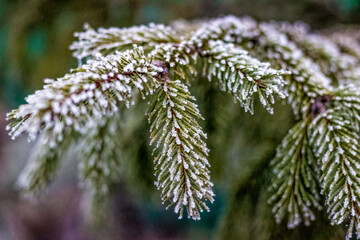 close up of pine needles