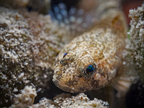 European bullhead, Groppe,Koppe (Cottus gobbio)
