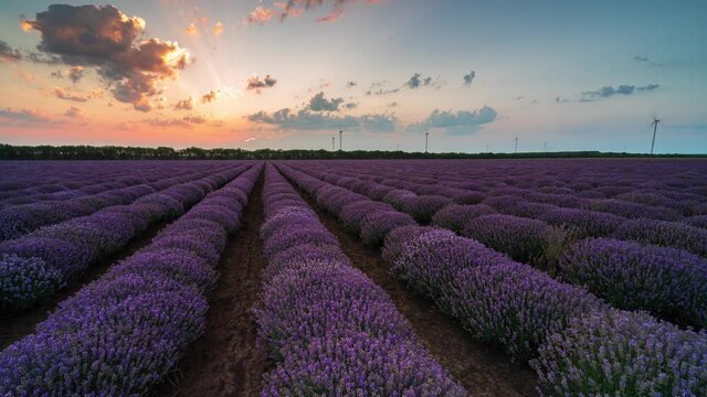Amazing time lapse from night to day with moving clouds and rising sun over a beautiful blooming lavender field