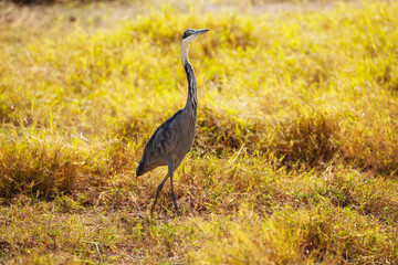 Ciconiiformes stork Great Blue Heron or Ardea Herodias in Kenya park bird in the natural environment