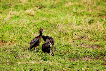 The glossy ibis is a wading bird it's family Threskiornithidae in wildness of African landscape in Kenya