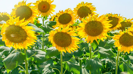 Sunflowers field in countryside one sunny day. Summertime, thanksgiving concept.