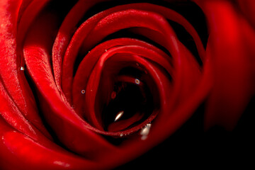 close up of red rose