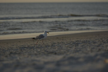 seagull