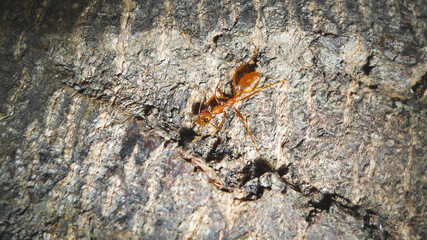 red ants