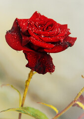 red rose with water drops