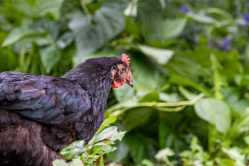 Haushuhn und ihre Küken