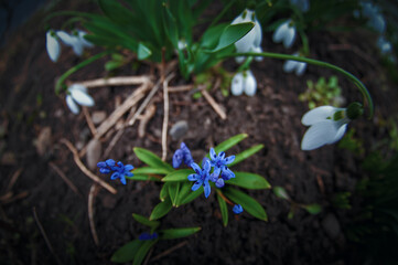 spring flowers snowdrops
