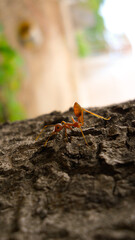 red ants