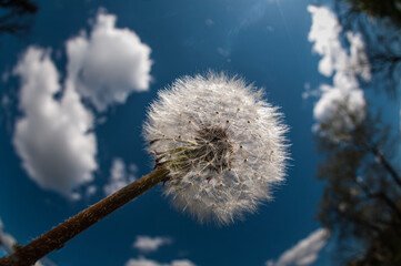 dandelion in the sky