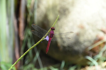 pink dragonfly in focus