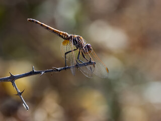 Yellow Dragonfly in their natural environment.