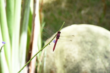 pink dragonfly in focus