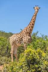 Giraffe South Africa Wild Animal Wildlife Safari