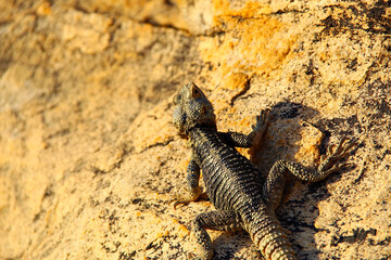 Lizard on rock
