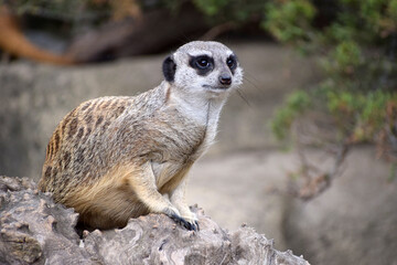 Fototapeta premium A small meerkat suricate animal