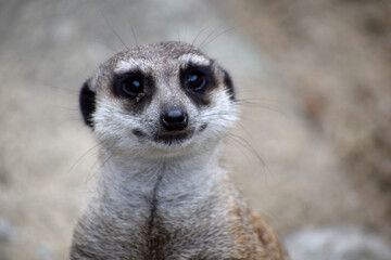 A small meerkat suricate animal