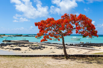 Mauritius Island Flame Tree Beach Boat Paradise Ocean