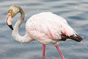 Flamingo Walvis Bay Namibia Africa Sea Ocean Bay Bird