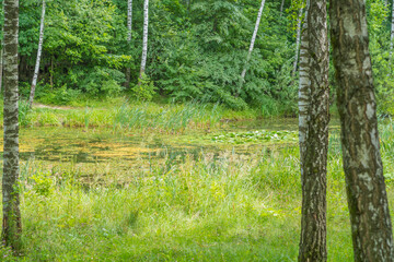 Landscape with an abandoned lake turning into a swamp in the forest. Concept - environmental protection and forest control