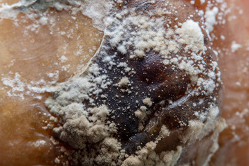 Background with white living mold on the fruit. Close-up in soft focus at high magnification. - obrazy, fototapety, plakaty
