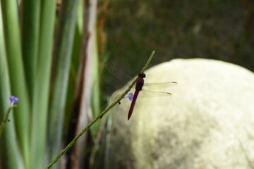 pink dragonfly on top of plant
