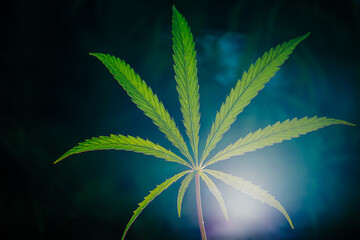 Nine leaves of cannabis plant backlit in the night, close up. Light shines through tissue from behind. Over green blurred background.
