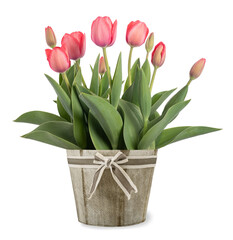 tulips flowers in vase