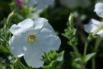 Obraz premium Field of flowers. Petunia flowers with blooming pink and white petals. Close-up details of flowers at sunlight on blurred background. 