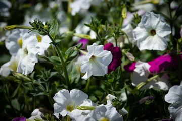 Field of flowers. Petunia flowers with blooming pink and white petals. Close-up details of flowers at sunlight on blurred background. 