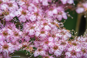 Closeup of flowers of decorative Spiraea bush. Highly magnified pink flowers with clearly visible pistils and stamens.
