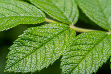 Large healthy leaves of the tree under high magnification. Green background with vegetation in soft focus.