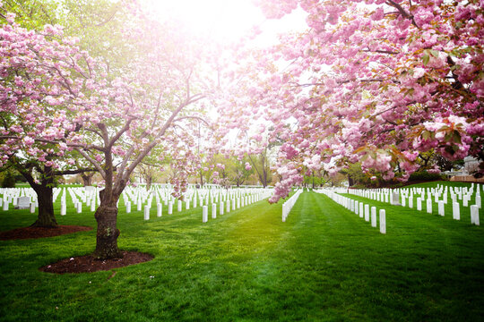 The Arlington National Cemetery tombstones with blooming cherry trees, Virginia, USA
